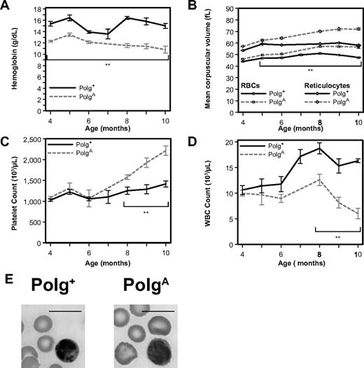 Figure 4. Transplantation of PolgA marrow into Polg+ recipients recapitulates age-related macrocytic anemia and leukopenia of PolgA mice. Two-month-old B6.SJL hosts were lethally irradiated and then reconstituted with 5 × 106 nucleated marrow cells from 2-month-old donor mice. Peripheral-blood samples were analyzed as in Figure 1 from 2 to 8 months after transplantation (4-10 months of age). Each point represents the mean ± SEM of recipients of Polg+ marrow (n = 9, solid lines) and recipients of PolgA marrow (n = 5, dotted lines). (A) Hemoglobin levels. (B) Mean corpuscular volume of all RBCs (□) and of reticulocytes only (◇). (C) Platelet count. (D) White blood cell (WBC) count. (E) Representative Wright-Giemsa–stained images of RBCs and lymphocytes from peripheral blood smears of 15-month-old mice. Bars represent 10 microns. * P < .05 (statistical significance) by Student t test; **P < .01