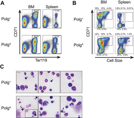 Figure 5. Transplantation of PolgA marrow into Polg+ recipients recapitulates megaloblastic features of PolgA mice. Cells from the bone marrow and spleen of 10-month-old transplant recipient mice were prepared and analyzed as described in Figure 2. The individual graphs presented are representative of 3 independent experiments, in which a total of 3 PolgA and 5 Polg+ mice were analyzed. The percentages shown with each region represent the mean frequency of that population, as a percentage of all singlet events, across all 3 experiments. *P < .05, **P < .01, as assessed by Student t test, for regions with statistically significant differences in frequency between genotypes. (A) All events remaining after exclusion of debris and nonsinglet events (80%-90% of all events; data not shown), were analyzed on the basis of expression of CD71 and Ter119. The frequency of Ter119+ cells, as a percentage of all singlet events, is presented. (B) The regions indicated in panel A were further analyzed on the basis of cell size relative to expression of CD71. (C) Whole bone-marrow cell suspensions from 10-month-old recipients of Polg+ (top panels) and PolgA (bottom panels) marrow prepared as in Figure 2 demonstrate the presence of abnormally hemoglobinized orthochromatic normoblasts (arrows) in PolgA marrow only and normal polychromatic normoblasts (arrowheads) in both Polg+ and PolgA marrow. All images were acquired at identical magnification; bar represents 10 microns.