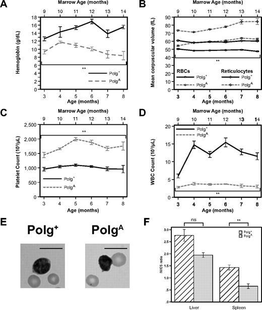 Figure 6. Transplantation of old PolgA marrow into young Polg+ recipients accelerates the development of age-related macrocytic anemia and leukopenia and induces dysfunction in splenic mitochondria. Two-month-old B6.SJL hosts were lethally irradiated and then reconstituted with 5 × 106 nucleated marrow cells from 8-month-old donor mice. Peripheral-blood samples were analyzed as in Figure 1 from 1 to 6 months after transplantation (3-8 months of age and 9-14 months of marrow age). Each point represents the mean ± SEM of recipients of Polg+ marrow (n = 5, solid lines) and recipients of PolgA marrow (n = 5, dotted lines). (A) Hemoglobin levels. (B) Mean corpuscular volume of all RBCs (□) and of reticulocytes only (◇). (C) Platelet count. (D) White blood cell (WBC) count. (E) Representative Wright-Giemsa stained images of RBCs and lymphocytes from peripheral blood smears of 5-month-old transplant recipients (11 months marrow age). Bars represent 10 microns. (F) The relative activity of the mtDNA-dependent mitochondrial enzyme COX was compared with that of the nuclear DNA-dependent mitochondrial enzyme CS in mitochondria isolated from the livers and spleens of Polg+ transplanted with either Polg+ or PolgA bone marrow. Each bar represents the mean ± SEM of mitochondria isolated from liver or spleen, respectively, of mice transplanted with Polg+ marrow (n = 6, cross-hatched) and PolgA marrow (n = 3, solid gray). **P < .01 (statistical significance) by Student t test; ns, nonsignificant.