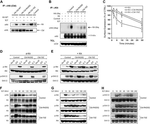 Figure 4. Cbl mutants bind to Kit, inhibit ubiquitination and endocytosis, and potentiate Kit-induced signaling. (A) Kit physically interacts with c-Cbl. 32D-Kit-WT cells stably transfected with HA-tagged Cbl proteins (Cbl-WT, Cbl-R420Q, and Cbl-70Z) were deprived from cytokines overnight and subsequently exposed to the indicated cytokines for 10 minutes. Cbl proteins were immunoprecipitated by anti-HA antibodies, and immunoprecipitates were resolved on SDS-PAGE. Coimmunoprecipitation of Kit was analyzed using anti-Kit antibodies. (B) Cbl mutants inhibit ubiquitination of Kit. COS-7 cells were transiently transfected with the indicated constructs together with a plasmid for HA-tagged Ubq. After 48 hours of transfection, cells were serum-starved for 12 hours and stimulated with 50 ng/mL SCF for 10 minutes or left unstimulated. Cell lysates were prepared and equal amounts of lysates were immunoprecipitated using anti-Kit antibody. The immunoprecipitates were resolved on SDS-PAGE and analyzed with anti-HA or anti-Kit antibodies. Expression of overexpressed Cbl mutants is shown in total cell lysates (TCLs) using anti-Cbl antibody. (C) Internalization of Kit is inhibited by Cbl mutants. The 32D cells stably expressing Kit in the presence or absence of different Cbl mutants were washed with PBS and then stimulated with SCF for the indicated time points. Subsequently, the amount of Kit remained on the cell surface was measured by flow cytometry after staining with a PE-labeled anti-Kit antibody. Sodium azide was used to stop the internalization. Results are expressed as mean ± SD of 3 independent experiments. (D-E) Cbl influences Kit-mediated signaling. The 32D cells with and without Kit-WT were engineered to express the indicated Cbl proteins, deprived from cytokines overnight, and subsequently exposed to the indicated cytokines for 10 minutes. Western blot analyses with the indicated antibodies were performed. (F-H) Cbl proteins change the kinetics of Kit-phosphorylation and Kit-induced Akt and Erk activity. The 32D-Kit-WT cells stably transfected with the indicated Cbl proteins were treated as in panels D and E with the exception that they were exposed to SCF for the indicated time periods. Western blot analyses using phospho-specific antibodies for Kit (F), Akt (G), and Erk1/2 (H) were performed.