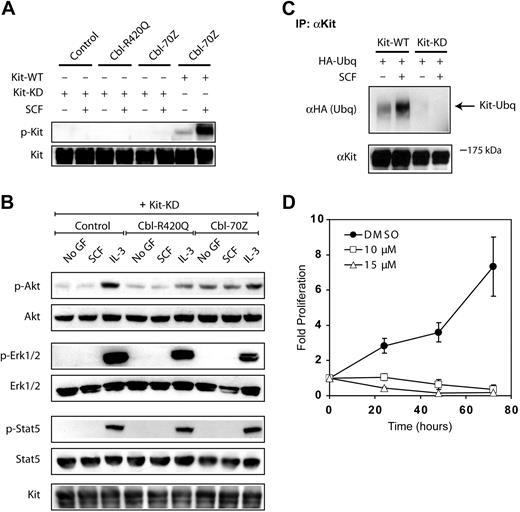Figure 6. Cbl mutants are in part restoring KD Kit-mediated signaling. (A-B) Constitutive Akt activation in Kit-KD cells expressing Cbl-70Z. The 32D cells with Kit-WT or Kit-KD were engineered to express the indicated Cbl proteins, deprived from cytokines overnight, and subsequently exposed to the indicated cytokines for 10 minutes. Western blot analyses with the indicated antibodies were performed. (C) Kit-KD is not ubiquitylated. COS-7 cells were transiently transfected with the indicated constructs together with a plasmid for HA-tagged ubiquitin. After 48 hours of transfection, cells were serum starved for 12 hours and stimulated with 50 ng/mL SCF for 10 minutes or left unstimulated. Cell lysates were prepared, and equal amounts of lysates were immunoprecipitated using anti-Kit antibody. The immunoprecipitates were resolved on SDS-PAGE and analyzed with anti-HA or anti-Kit antibodies. (D) Proliferation of Kit-KD cells expressing Cbl-70Z is dependent on Akt activation. Kit-KD cells stably overexpressing Cbl-70Z were starved from IL-3 and cells were grown in the presence of 10% FCS and 10 to 15 μM Akt inhibitor or dimethyl sulfoxide (DMSO) as solvent. Cells were counted at the indicated time points by the trypan blue exclusion method, and the data are shown as fold change of the cell number compared with the start of the experiment.