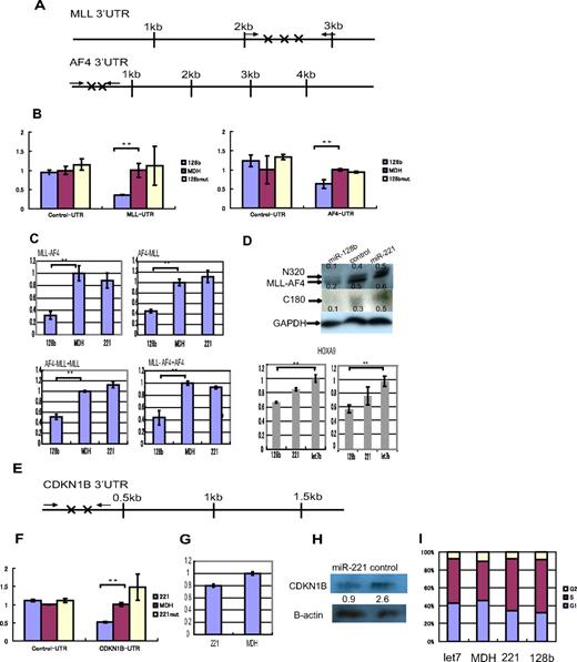 Figure 5. The target genes of miR-128b and miR-221. (A) Positions of the predicted (target scan) miR-128b target sequences are marked (X) in the 3′ UTRs of human MLL and AF4 mRNAs. The solid arrows represent the position of primers used for cloning the 3′UTR segments that contains the predicted miR-128b. (B) Expression of the Lenilla luciferase reporter is significantly reduced when MLL-UTR-128b and AF4-UTR-128b reporter vectors, containing the miR-128b binding sites of the 3′-UTR of MLL and AF4, respectively, are cotransfected together with miR-128b. This reduction is not observed when control or miR-128bmut expression vectors are used. The Renilla/firefly luciferase ratio is calculated and normalized against the control (MDH) (n = 3). **P < .05. (C) Relative expression levels of MLL-AF4, AF4-MLL, AF4-MLL+MLL, and MLL-AF4+AF4 mRNAs are normalized to U1A expression levels using quantitative PCR in RS4;11 cells, which are overexpressing miR-128b, control vector, or miR-221 (n = 3). **P < .05. (D) Western blot analyses for N320 (MLL N-terminal protein), MLL-AF4, and C180 (MLL C-terminal protein) from total protein extracts of RS4;11 cells, which are overexpressing miR-128b, control vector, or miR-221. The relative intensities of each band, N320 (top in top panel), MLL-AF4 (bottom in top panel), or C180 (middle panel), were normalized to the GAPDH loading control using Multigage software and are indicated below each lane. (Bottom panels) Relative expression levels of HOXa9 mRNAs, normalized to U1A expression levels, using quantitative PCR in SEM cells (left) and RS4;11 (right) cells, which are overexpressing miR-128b, let7b, or miR-221 (n = 3). **P < .05. (E) Positions of the predicted (target scan) miR-221 target sequences are marked (X) in the 3′ UTRs of human CDKN1B mRNA. The solid arrows represent the position of primers used for cloning the 3′UTR segments that contains the predicted miR-221 binding sites. (F) Expression of the Lenilla luciferase reporter activity is significantly reduced when the CDKN1B-UTR-221 reporter vector containing the miR-221 binding sites of the 3′-UTR of CDKN1B is cotransfected together with miR-221. This reduction is not observed when the control and miR-221mut reporter vectors are used (n = 3). **P < .05. (G) Relative expression levels of CDKN1B mRNA is normalized to U1A mRNA expression levels using quantitative PCR in RS4;11 cells, which are overexpressing either miR-221 or a control vector. (H) Western blot analyses for p27 from total protein extracts of RS4;11 cells, which are overexpressing miR-221, or control vector. The relative intensities of each band were normalized to the β-actin loading control using Multigage software Version 2.2 (Fuji) and are indicated below each lane. (I) Cell-cycle analyses for SEM cells, which are overexpressing miR-221, miR-128b, let7b, or control vector (MDH). G1, S, and G2 populations are calculated using FlowJo software Version 7 (TreeStar). A representative experiment is shown (n = 3).