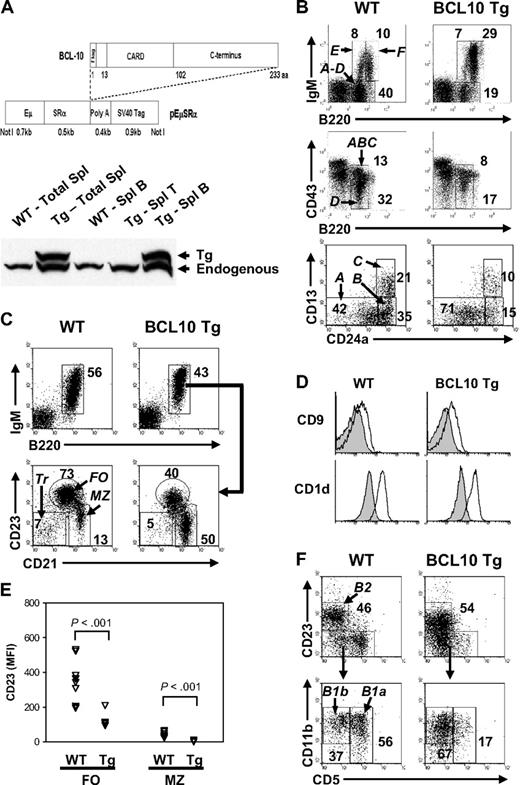 Figure 1. Generation of BCL10 Tg mice and analysis of B-cell subsets. (A) BCL10 transgenic (Tg) construct and expression in spleen by Western blotting. The full-length, wild-type (WT) human BCL10 cDNA was placed under control of the EμSRα enhancer/promoter upstream of a polyA signal element16 with an N-terminal FLAG tag fused to the BCL10 protein. Expression of Tg protein in spleen was examined using cell lysates from total splenocytes or purified splenic T and B cells from WT and BCL10 Tg mice analyzed by immunoblotting with an anti-BCL10 Ab that recognizes both human and mouse proteins (a rabbit polyclonal generated by the Morris Laboratory). The human Tg BCL10 protein migrates slightly slower than mouse BCL10 because of the presence of the N-terminal FLAG tag. (B) Distribution of Hardy fraction (Fr) A to F B cells in BM of BCL10 Tg and WT littermates. Fluorescence-activated cell sorting (FACS) analyses of BM B-cell subsets. Cells were gated on lymphocytes (top), IgM− lymphocytes (middle), or B220+CD43+ lymphocytes (bottom). The numbers are percentages of cells falling within each gate. (C) Distribution of transitional (Tr), follicular (FO), and marginal zone (MZ) B cells in the spleen. The cells were gated on lymphocytes. The numbers are percentages of cells falling within each gate and are representative of analyses of 6 Tg and WT mice. (D) Expression of CD9 and CD1d on FO (filled line) and MZ (open line) B cells. The gates used for defining FO and MZ B cells are shown in panel C. All histograms are gated on CD19+ cells. (E) FACS comparisons of mean fluorescence intensities (MFIs) of CD23 expression on FO and MZ B cells from Tg and WT mice. Each triangle represents data from analysis of cells from an individual mouse of the indicated genotype. Note the marked decrease in CD23 expression on the Tg FO B cells (P < .001). (F) Analysis of B2, B1a, and B1B cells in the peritoneal cavity. The numbers are percentages of cells falling within each gate. All cells are gated on the CD19+ population.