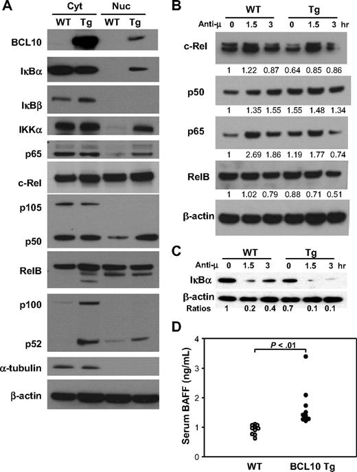 Figure 4. Analyses of NF-κB signaling pathways in B cells of Tg mice. (A) Cytoplasmic (Cyt) and nuclear (Nuc) proteins were isolated from purified B cells of Tg and WT mice and analyzed by immunoblotting with Ab to the indicated proteins. The data are representative of 3 independent experiments. BCL10 was identified using a mAb that recognizes human but not mouse BCL10. (B) B cells purified from the spleens of Tg and WT littermates were stimulated with anti-IgM for the indicated times and harvested for preparation of nuclear extracts. Western blotting was used to assess expression levels of components of the canonical (c-Rel, p50, p65) and noncanonical (RelB) NF-κB signaling pathways. Levels of each protein were normalized to β-actin at time zero for WT cells and are indicated numerically. (C) Western blot analysis of IκBα and β-actin levels in splenic B cells stimulated by BCR ligation for the indicated times. The ratio of IκBα to β-actin levels is indicated for each time point normalized to a value of 1 the ratio for WT spleen cells at time zero. (D) Expression of BAFF in serum. The levels of BAFF in sera of 8- to 10-week-old WT and Tg mice were measured by ELISA. Each data point represents a single mouse.