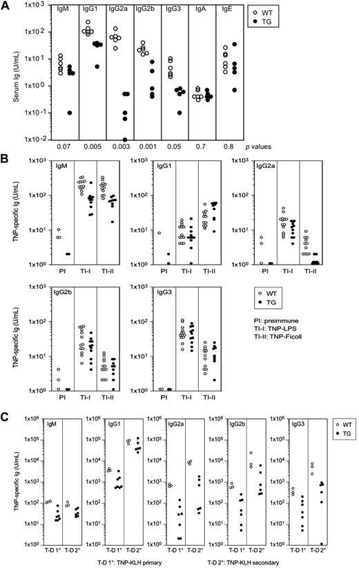 Figure 5. Responses of Tg and WT mice to antigenic challenges. (A) Ig levels in sera of WT and Tg mice. Levels of serum Ig subclasses of mice 5 to 9 months of age (both sexes) were measured by ELISA. Data points indicate individual mice. Statistical (P) values assessing the differences in Ig levels between the 2 groups of mice are indicated at the bottom. (B) Levels of TNP-specific Ab among different Ig classes in sera of preimmune (PI) mice and mice immunized with the indicated TI-I or TI-II Ag as measured by ELISA. ○ indicate WT mice; ●, Tg/+ mice. (C) Levels of TNP-specific Ab among different Ig classes in sera of mice after primary (10) and secondary (20) immunizations with the TD Ag, TNP-KLH, as measured by ELISA. ○ indicate WT mice; ●, Tg/+ mice.