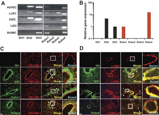 Figure 1. Slit3, Robo1, and Robo4are expressed in vasculature. (A) Semiquantitative RT-PCR analysis determined the mRNA transcripts of Slit1-3 and Robo1-4 in HUVECs, primary mouse ECs from lung (LuEC), diaphragm (DiEC), and liver (LiEC), and primary rat brain VSMCs (BrSMC). (B). Real-time RT-PCR analyses of the expression profile of Slit1-3 (black bars) and Robo1-4 (red bars) in HUVECs. The data are presented relative to the Slit3 expression. (C-D). Coimmunostaining. Cryosections of adult mouse lung tissues were immunostained with anti-PECAM-1 (red), anti-α-SMA (red), and anti-His, anti-Slit3, anti-Robo1, or anti-Robo4 (all green) antibodies. Slit3, Robo1, and Robo4 colocalized with PECAM-1 (merged), whereas no anti-His staining was observed, showing that the staining of Slit3, Robo1, and Robo4 were specific. Cells outside PECAM-1–positive cells were observed to also express Slit3, Robo1, and Robo4 (indicated by white arrowhead), suggesting that Slit3 may also be expressed by VSMCs. This was confirmed by the colocalization of α-SMA with Slit3, Robo1, and Robo4 (merged) in vasculature. The colocalization of Slit3, Robo1, and Robo4 with PECAM-1 or α-SMA in the boxed areas in the merged images are shown at a higher magnification. High level of Slit3 and low levels of Robo1 and Robo4 are expressed by epithelial cells of bronchium (indicated by light blue arrowhead) but not bronchial SMCs (arrow), which express only low levels of Robo1 and Robo4. Scale bar, 120 μm.