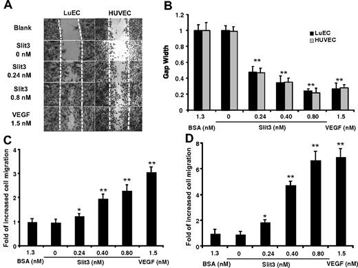 Figure 3. Slit3 promotes EC motility and migration. (A-B) Wound healing assay. The confluent EC monolayer was scratched to create a wounded gap (highlighted by the dashed lines) and then cultured with a supplement of BSA (1.3 nmol/L), recombinant Slit3 (0-0.80 nmol/L), or VEGF (1.5 nmol/L). After 24 hours, the gap width relative to the ones cultured with BSA was quantified. (C-D) Modified Boyden Chamber assay. BSA, Slit3, or VEGF was supplemented in the lower chamber, with HUVECs (C) or mouse lung ECs (D) loaded in the upper chamber. The data are presented as the -fold increase in number of cells migrated to the bottom side of the chamber relative to the BSA control. Data are summarized from at least 3 independent experiments in triplicate and presented as mean ± SD. Asterisk indicates statistical difference compared with the BSA treatment by Student t test (*P < .01; **P < .001).
