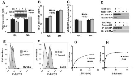 Figure 4. Slit3 has no effect on VEGF/VEGFR2 expression, binds on the EC surface, and interacts with both Robo1 and Robo4. (A-C) Slit3 treatment does not alter VEGF/VEGFR2 expression in HUVECs. The expression of VEGF121 and VEGF165 transcripts in HUVECs were determined by quantitative RT-PCR analysis after adding Slit3 or negative control BSA (both at 0.8 nmol/L) in culture for 12 and 24 hours. Glyceraldehyde 3-phosphate dehydrogenase was used as a loading control. The expression of VEGF and VEGFR2 proteins was measured by ELISA. The comparison between BSA and Slit3 treatment at each test time point was analyzed by the Student t test with P > .05 having no statistical significance. (D) Slit3 coimmunoprecipitated with Robo1 and Robo4. CM from Slit3-Myc or the empty control vector transfected cells were mixed with Robo1-HA, Robo4-HA, or empty control vector–transfected cell lysate. The Slit3–Robo complex was immunoprecipitated (IP) by anti-HA antibody conjugated agarose beads and then immunoblotted (IB) with anti-Myc antibody. (E-F) Slit3 binds on the EC cell surface. The HUVECs and mouse lung ECs (LuEC) were incubated with Slit3. After further incubation with anti-Slit3 antibody and the fluorescein isothiocyanate–conjugated secondary antibody sequentially, the cell surface–bound Slit3 was measured by flow cytometer. The cells that were only incubated with the anti-Slit3 antibody and the fluorescein isothiocyanate–conjugated secondary antibody served as background control. Slit3 showed strong binding on cell surfaces of both HUVECs and LuECs. (G-H) Slit3 interacts directly with Robo1 and Robo4. In ELISA assays, Slit3 was incubated in Robo1- (G), Robo4- (H), or BSA-coated wells and bound to the immobilized Robo1 and Robo4 but not BSA. The data presented are representative of the experiments carried out at least 3 times in triplicate.