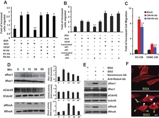Figure 5. Slit3 interacts with Robo4 but not Robo1 to induce EC chemotaxis and Rho GTPases activation and triggers intracellular actin cytoskeleton reorganization. (A) Anti-Robo4 but not anti-Robo1 antibody blocked Slit3-induced EC migration. Nonimmune antibody (Ni-Ab, 1 μg), functional blocking anti-Robo1 (R1-Ab, 1 μg), or functional blocking anti-Robo4 (R4-Ab, 1 μg) antibody was supplemented in the bottom chamber containing BSA (1.3 nmol/L), Slit3 (0.8 nmol/L), or VEGF (1.5 nmol/L). Slit3-induced HUVEC migration was quantified. The experiments were carried out at least 3 times in triplicate. The data are presented as mean ± SD. ** indicates P < .001 when a comparison was made with the wells treated with Slit3 and Ni-Ab by Student t test. (B). Soluble extracellular domain of Robo4 (sR4) but not the soluble extracellular domain of Robo1 (sR1) inhibited Slit3-induced HUVEC migration. Slit3- and VEGF-induced HUVEC migration was similarly carried out as described in panel A with supplement of heat-inactivated sR1, heat-inactivated sR4, active sR1, or active sR4 (each at 1 μg) in the lower chamber. Only the active sR4 showed an inhibitory effect on the Slit3-induced HUVEC migration. Furthermore, neither Robo1 nor Robo4 affected the VEGF-directed EC migration. (C). CM collected from HUVEC and VSMC culture induced Robo4-dependent HUVEC migration. The CM was collected from serum-free culture of HUVECs (EC-CM) and VSMCs (VSMC-CM), respectively, and tested for their promigratory activity as described in panel A with or without the addition (1 μg) of Ni-Ab or R4-Ab. The R4-Ab but not the Ni-Ab partially inhibited the CM-induced HUVEC migration, suggesting that endogenous Slit3 interacts with Robo4 to induce EC migration to promote angiogenesis. (D) Slit3 activates Rho GTPases. HUVECs before and after Slit3 stimulation were lysed, and the GST pull-down assays were carried out to quantitate the GTP binding form of endogenous Rho GTPases (the active form, a-). The total Rho GTPases (t-) were detected with corresponding antibody by Western blot analysis. The bands were quantified by density measurement. All the experiments were performed 3 times independently. (E). Anti-Robo4 antibody blocked Slit3-induced activation of Rho GTPases. Ni-Ab (1 μg) or R4-Ab (1 μg) was supplemented in culture medium before HUVECs received Slit3 (0.8 nmol/L) stimulation. After 15 minutes of the Slit3 treatment, the HUVECs were lysed for Rho GTPase analyses. (F) Slit3 triggers actin cytoskeleton reorganization in ECs and formation of stress fiber and lamelipodia. Subconfluent HUVECs were serum-starved overnight, treated with Slit3 (0.8 nmol/L) or BSA (1.3 nmol/L) for 30 minutes, and then stained with TRITC-phalloidin. Fluorescence images were captured at ×20 magnification. Arrowheads indicate actin stress fibers (white) and lamellipodia (green). Scale bar, 20 μm.