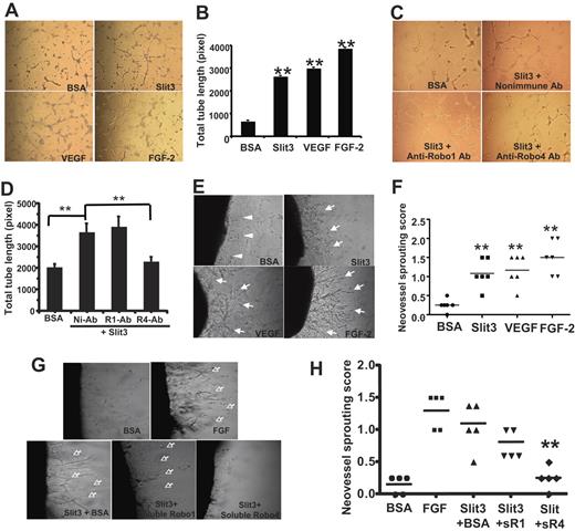 Figure 6. Slit3 induces angiogenesis in vitro and ex vivo. (A) Slit3 induced EC tube formation. HUVECs cultured on growth factor-reduced-matrigel were treated with BSA (1.3 nmol/L), Slit3 (0.80 nmol/L), VEGF (1.5 nmol/L), or FGF-2 (1.8 nmol/L). The images were acquired 6 hours after the treatments. (B). The total tube lengths of panel A were quantified. The data are summarized from experiments performed 3 times in triplicate and are presented as mean ± SD. *P < .05 compared with BSA control by Student t test. (C-D) The Anti-Robo4 Ab but not anti-Robo1 Ab inhibited Slit3-induced EC tube formation. Slit3-induced HUVEC tube formation was determined as described in panel A in the presence of 2 μg of nonimmune (Ni-Ab), anti-Robo1 (R1-Ab), or anti-Robo4 (R4-Ab) antibody (Ab). (E) Rat aortic ring assay. Rat aortic rings implanted in Matrigel supplemented with BSA (1.3 nmol/L), Slit3 (0.80 nmol/L), VEGF (1.5 nmol/L), or FGF-2 (1.8 nmol/L). The images were acquired 7 days after the treatments. Arrow indicates sprouting neomicrovessels. Arrowhead indicates migrating fibroblast cells. (F) Quantification of the sprouting neovessel followed the criteria described in “Methods.” The data are shown as an average score of each treatment ± SD, n = 6 for each test group. **P < .001 compared with BSA control by Wilcoxon signed-rank test. (G-H) The soluble extracellular domain of Robo4 but not of Robo1 inhibited Slit3-induced neovascularization in the rat aortic ring assays. Slit3-induced neovascularization was repeated with the rat aortic ring assay in the presence of BSA, soluble Robo1 (sR1), or soluble Robo4 (sR4). BSA and FGF-2 alone served as negative and positive control, respectively. **P < .001 compared with Slit3 + BSA group by Wilcoxon signed-rank test. n = 5 per test group.