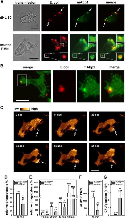 Figure 1. A fundamental role of mAbp1 for phagocytosis and bacterial clearance in vivo. (A) Confocal microscopy images of dHL-60 cells and murine PMNs phagocytosing serum-opsonized Alexa 594–conjugated E coli (red). mAbp1 (green) was enriched at the site of particle binding (arrows). Bar = 10 μm. (B) Maximal 3D projection of confocal images taken with an interval of 0.4 μm of a dHL-60 cell expressing mAbp1-EGFP (green) phagocytosing Alexa 594–labeled E coli (red). Please see supplemental Figure 1 and supplemental Video 1 for three-dimensional (3D) animation. Bar = 5 μm. (C) Confocal spinning disc microscopy of a dHL-60 cell expressing mAbp1-EGFP during phagocytosis of serum-opsonized Alexa 594–conjugated E coli. Consecutive images at indicated time points were extracted from the original recording that was performed with a frame rate of 1 picture per second (please see supplemental Video 2). For better visualization, the EGFP fluorescence intensity was processed to pseudocolors. mAbp1 was dynamically enriched at the binding site (arrows) of the E coli particle (dotted line). Bar = 10 μm. Phagocytosis of serum-opsonized E coli particles by (D) siAbp1 dHL-60 cells or (E) murine mAbp1−/− PMNs compared with siControl (100%) or mAbp1+/+ PMNs (100%). (D-E) Mean relative phagocytosis ± SD; n = 4. (F) Phagocytosis of serum-opsonized S typhimurium invasion-deficient strain SB161 by murine mAbp1−/− and mAbp1+/+ PMNs. Mean number of CFU per 105 PMN; n = 3. (G) Bacterial load of spleens of mAbp1+/+ and mAbp1−/− mice 48 hours after oral infection with 5 × 107 CFU of S typhimurium wild-type strain SL1344. Mean CFU × 105/g spleen ± SEM; n = 4; *P < .05; **P < .005.