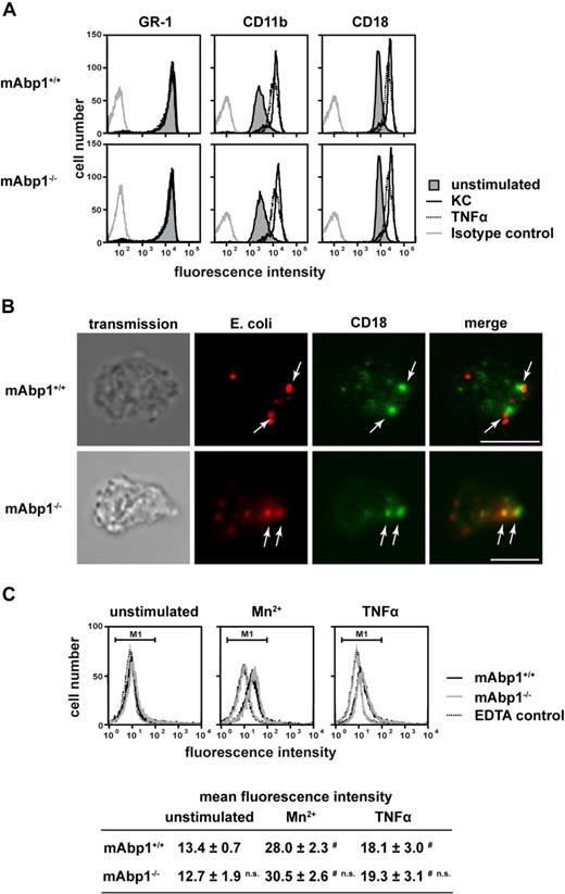 Figure 2. No effect of mAbp1 on β2 integrin expression, up-regulation, and localization during phagocytosis or fibrinogen binding. (A) Flow cytometric analysis of cell-surface expression of GR-1, CD11b, and CD18 in mAbp1+/+ or mAbp1−/− PMNs stimulated with KC (100 ng/mL), TNFα (100 ng/mL), or left unstimulated. (B) Confocal microscopy images of murine PMNs phagocytosing serum-opsonized Alexa 594–conjugated E coli (red). Translocation of CD18 (green) to the site of particle binding (arrows) was not affected in Abp1−/− PMNs. Bar = 10 μm. Data are representative for 3 independent experiments. (C) Binding of Alexa 488–conjugated fibrinogen to murine mAbp1+/+ and mAbp1−/− PMNs as measured by flow cytometry. Cells were incubated for 20 minutes with EDTA as negative control, Mn2+ (3 mM), TNFα (100 ng/mL), or left unstimulated. Addition of 1 mM Mn2+ gave similar results (data not shown). Mean fluorescence intensity within marker 1 (M1) ± SD; n = 4; #P < .05 versus unstimulated control; n.s. indicates not significant versus wild-type control.
