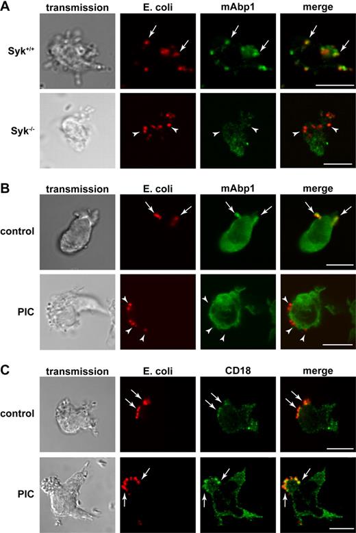 Figure 3. Syk was required for the translocation of mAbp1 to the site of particle binding. Confocal microscopy images of (A) murine Syk+/+ and Syk−/− PMNs and (B-C) piceatannol-treated (PIC) and untreated (control) dHL-60 cells phagocytosing serum-opsonized Alexa 594–conjugated E coli (red). (A) Translocation of mAbp1 (green) to the site of particle binding was severely compromised in Syk−/− PMNs (arrowheads) compared with Syk+/+ PMNs in which mAbp1 was distinctly enriched at the site of particle binding (arrows). (B) On inhibition of Syk with 30μM piceatannol (PIC), the translocation of mAbp1 to the site of particle binding was impaired (arrowheads) compared with DMSO-treated dHL-60 control cells (arrows). (C) Translocation of CD18 (green) to the site of particle binding was not affected by the inhibition of Syk (↑,) in dHL-60 cells. Images are representative for 3 independent experiments. Bar = 10 μm.