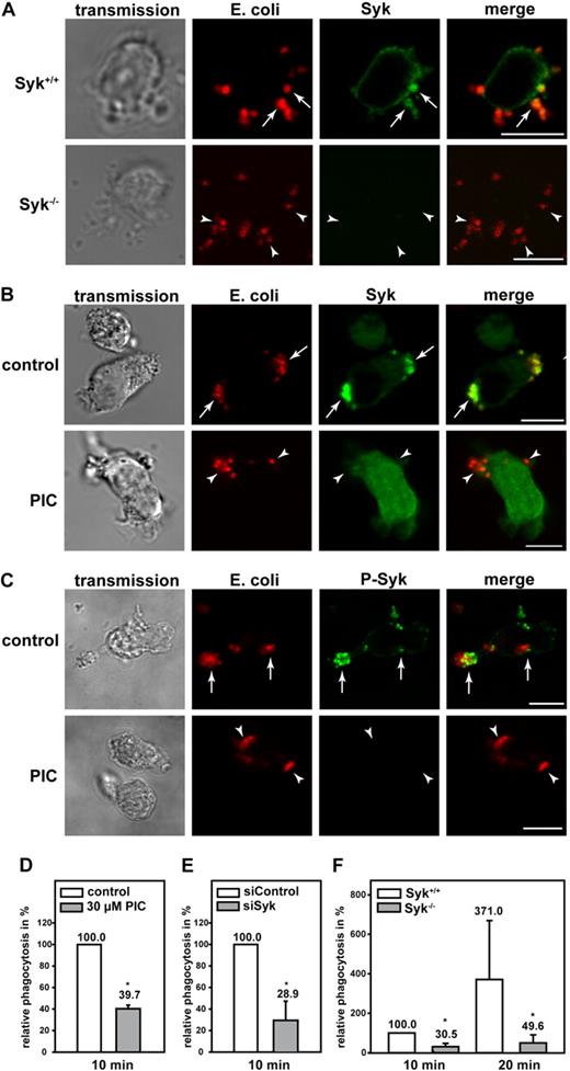 Figure 4. Syk was required for efficient β2 integrin–mediated phagocytosis of serum-opsonized E coli. Confocal microscopy images of (A) murine Syk+/+ and Syk−/− PMNs and (B-C) piceatannol-treated (PIC) and untreated (control) dHL-60 cells phagocytosing serum-opsonized Alexa 594–conjugated E coli (red). Syk was enriched at the site of particle binding (arrows) in murine Syk+/+ PMNs (A) and in dHL-60 control cells (B). (B) In contrast, Syk was not translocated in cells after the inhibition of Syk by 30μM piceatannol (PIC, arrowheads). (C) Syk was activated at the site of particle binding, assessed by a specific anti–phospho-Syk antibody (P-Syk). (A,C) As expected no Syk or P-Syk staining was detected in Syk−/− PMNs or piceatannol-treated dHL-60 cells, respectively (arrowheads). Results shown are representative for 3 independent experiments. Bar = 10 μm. Phagocytosis of serum-opsonized Alexa 594–conjugated E coli by dHL-60 cells (D) after pharmacologic inhibition of Syk with 30μM piceatannol (PIC) or (E) genetic down-regulation with the RNAi technique (siSyk) compared with control cells (100%; control or siControl, respectively). (F) Phagocytosis of murine Syk+/+ or Syk−/− PMNs. (D-F) Mean relative phagocytosis ± SD; n = 4; *P < .05.