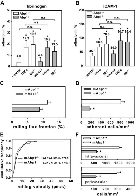 Figure 5. Leukocyte adhesion was impaired in the absence of mAbp1 under flow conditions in vivo. Adhesion of mAbp1+/+ and mAbp1−/− PMNs under static conditions on immobilized (A) fibrinogen or (B) ICAM-1 30 minutes after treatment with TNFα (100 ng/mL) or Mn2+ (1 mM). Data represent adhesion in percentage of cells adherent to poly-l-lysine (100%). Means ± SDs; mAbp1+/+, n = 5; mAbp1−/−, n = 4; *P < .05 versus unstimulated control; n.s. indicates not significant. Intravital microscopic analysis of PMNs (C) rolling (leukocyte rolling flux fraction; mean percentage ± SEM) and (D) adhesion (means of adherent cells/mm2 ± SEMs) in TNFα-stimulated cremaster muscle venules of mAbp1+/+ (□) and mAbp1−/− mice (▩). (E) Cumulative frequency distribution of leukocyte rolling velocities in mAbp1+/+ mice (black line) and mAbp1−/− (gray line). (F) Quantitative analysis of intravascular and perivascular leukocytes in whole-mount TNFα-treated cremaster muscle preparations from mAbp1+/+ mice (□) and mAbp1−/− (▩). Means of cells/mm2 ± SEMs; n = 5; *P < .05.