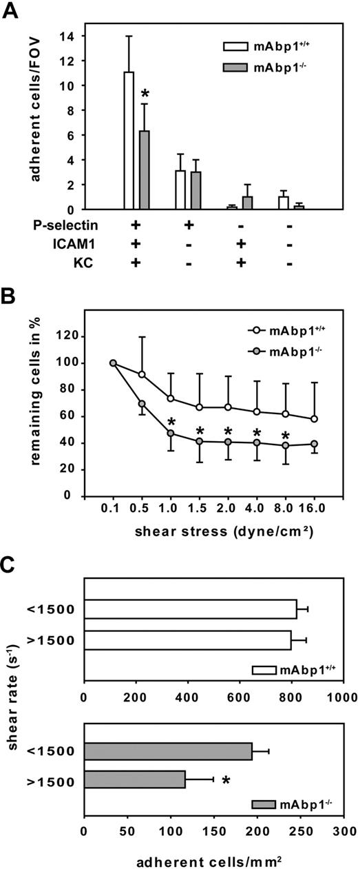 Figure 6. mAbp1 expression in leukocytes was required for leukocyte firm adhesion. (A) Ex vivo microflow chambers coated with recombinant murine (rm) P-selectin, rmICAM-1, and rmKC were perfused with whole blood from mAbp1+/+ (n = 9) or mAbp1−/− (n = 5) mice. Leukocyte adhesion was assessed after 8 minutes of perfusion. Mean number of adherent cells/FOV ± SEM (B) In vitro detachment assay of mAbp1+/+ (○) and mAbp1−/− () PMNs perfused through a rmP-selectin–, rmICAM-1–, and rmKC-coated flow chamber at gradually increasing shear stress levels. Initial cell number at 0.1 dyn/cm2 was set to 100%. Relative adherent cells/FOV in mean ± SD; n = 7. (C) Leukocyte adhesion in TNFα-treated cremaster muscle venules of mAbp1+/+ (□) and mAbp1−/− () mice with medium shear rate (< 1500 s−1) and high shear rate (> 1500 s−1). Means of adherent leukocytes/mm2 ± SEMs; n = 5; *P < .05.