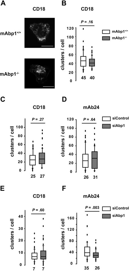 Figure 7. Effect of mAbp1 on the high-affinity conformation of β2 integrins under flow conditions. (A) Confocal microscopy images of mAbp1+/+ and mAbp1−/− PMNs adherent on immobilized ICAM-1 on stimulation with 1μM fMLP stained for CD18. Box whisker blots of numbers of clusters of CD18 clusters in all 3 conformations (CD18) (B-C,E) or CD18 clusters in the high-affinity conformation (mAb24) (D,F), under static (B-D) or flow (E-F) conditions (0.5 dyne/cm2). Median numbers are indicated; n = 3.