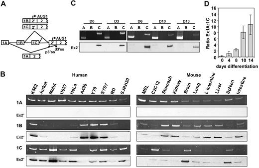 Figure 1. Analyses of first exon expression. (A) Schematic representation of the splicing patterns from exon 1 to its downstream 3′ ss. p3′ss indicates proximal 3′ss; d3′ss, distal 3′ss. AUG-1 located within exon 2′. (B) First exon expression in human and mouse cell lines and tissues. A common anti-sense primer annealing to exon 2 and variable forward primers specific to each of the first exons were used for PCR on cDNA synthesized by use of a downstream exon 2 primer. The top panels are PCR; the bottom panels are Southern hybridization with exon 2′ as a probe (Ex2′). (C) First exon expression during cultured CD34+ erythroid differentiation by use of the same RT-PCR strategies. The top panels are PCR products; the bottom panels are Southern-blot hybridizations that use exon 2′ as a probe (Ex2′). (D) Real-time PCR analysis of ratios of 1A:1C expression during CD34+ differentiation. 0, 4, 8, 10, and 14 indicate days of differentiation.