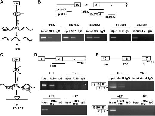 Figure 2. Cotranscriptional pre-mRNA splicing events detected by ChIP and ChRIP assays. (A) Schematic diagram of ChIP (adapted with permission from Listerman et al36); antibodies against splicing factors (SF) pull down chromatin regions attached to splicing factors through the nascent RNA and pol II (pol). CBC indicates cap-binding complex. (B) 4.1R DNA sequences detected in ChIP assays by the use of anti-SF2/ASF Ab. (Top panel) the 4.1R gene sequences amplified by indicated primer sets comprises the regions spanning intron upstream of exon 2′ and exon 2 (In/Ex2), exon 2′ and exon 2 (Ex2′/Ex2), and within exon 2 (Ex2/Ex2). DNA regions upstream of 1A promoter were amplified with primer sets up1/up2 and up3/up4. (Bottom panel) PCR. (C) Schematic diagram of ChRIP (adapted with permission from Listerman et al36); antibodies against AcH4 pull down the nascent RNA attached to the active chromatin through pol II. (D) Analyses of 4.1R pre-mRNA transcripts detected in anti-AcH4 (active chromatin) or anti-H3K4me1 (silenced chromatin) antibody precipitates. (Top panel) the region of primer annealing for RT-PCR is region. (Middle panel) 4.1R pre-mRNA spanning the region between the intron upstream of exon 2′ and exon 2 detected in input lysate, anti-AcH4, or IgG precipitates in the presence or absence of RT reaction. (Bottom panel) 4.1R pre-mRNA spanning the same region detected in input lysate, anti-H3K4me1, or IgG precipitates in the presence or absence of RT reaction. (E) 4.1R mRNA detected in anti-AcH4 or anti-H3K4me1 precipitates. (Top panel) the primer at exon 17 was used for RT and amplified by primer sets located at exons 13 and 17. (Middle panel) amplified products with or without exon 16 detected in anti-AcH4 precipitates in the presence or absence of RT reaction. Input lysate and IgG precipitates served as controls. (Bottom panel) amplified products with or without exon 16 detected in anti-H3K4me1 precipitates in the presence or absence of RT reaction. Input lysate and IgG precipitates served as controls.