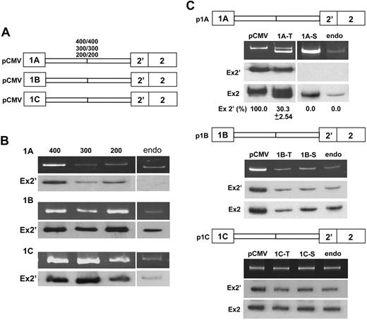 Figure 3. Expression of exon 2′/2 under the control of CMV or its native promoter. (A) Minigene constructs under the control of a CMV promoter, containing exon 1 and its respective 200, 300, and 400 bp of downstream intronic sequences joined with exon 2′/2 and an equal length of its upstream intronic sequences. (B) Exon 2′ splicing patterns in minigene-transiently transfected or nontransfected MELC. Splicing products were analyzed for exon 2′ inclusion by RT-PCR by the use of a vector-specific primer for minigene or exon 2-specific primer for endogenous 4.1R. (Top panels) RT-PCR products. (Bottom panels) Southern blot with exon 2′ probe (Ex2′). Endo indicates MELC endogenous exon 2′/2 splicing pattern. (C) Exon 2′ splicing patterns in MELC transfected with minigene constructs under the control of their native promoters. RNAs were analyzed from either transiently (T) or stably (S) transfected MELCs. MELCs stably transfected with the respective minigenes under the control of CMV promoters (pCMV) or endogenous (endo) RNAs served as controls. (Top panels) RT-PCR products. (Middle panel) Southern blot with exon 2′ probe (Ex2′). (Bottom panels) Southern blot with exon 2 probe (Ex2). For each construct, 4 transfections were performed per experiment. Each experiment was repeated at least 3 times. Standard deviations are omitted in results that consistently have 0% or 100% of the same product in all 4 reproducible experiments.