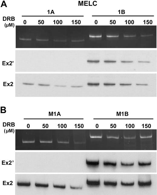Figure 4. Inhibition of transcription elongation did not alter 1A or 1B exon 2′/2 splicing patterns. (A) Analyses of exon 2′/2 expression in MELCs in the presence of 0, 50, 100, and 150 μmol/L of DRB. Cells were treated with DRB for 24 hours and RNAs analyzed for exon 2′ expression by the use of a common anti-sense primer located in exon 2 and sense primer located either at exon 1A or 1B. Ex2′ indicates Southern blot using exon 2′ as a probe; Ex2, Southern blot using exon 2 as a probe. (B) Analyses of exon 2′/2 expression in native promoter-driven 1A and 1B minigene stably transfected MELCs in the presence of 0, 50, 100, and 150 μmol/L of DRB. RNA collected from cells treated with DRB for 24 hours were analyzed for exon 2′ expression. Ex2′ indicates Southern blot using exon 2′ as a probe; Ex2, Southern blot using exon 2 as a probe. For each construct, 4 stable lines were performed per experiment. Each experiment was repeated at least 3 times.