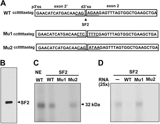 Figure 5. SF2/ASF UV cross-linked to the sequences at the junction of exon 2′/2. (A) UV cross-linking templates consisting of the wild-type (WT) or mutated (Mu1, Mu2) junction of exon 2′/2 and its flanking sequences. (B) Purified SF2/ASF used in the cross-linking experiments. (C) WT or mutant transcripts cross-linked to HeLa nuclear extract or SF2/ASF. 32P-labeled transcripts were subjected to UV cross-linking by the use of indicated nuclear extracts or purified SF2/ASF in the presence of tRNA as a nonspecific competitor. NE indicates nuclear extracts. (D) For competition assay, 25-fold molar excess of unlabeled WT or Mu1 and Mu2 transcripts was added in binding reactions. − indicates that the probe was incubated in the absence of competitors.