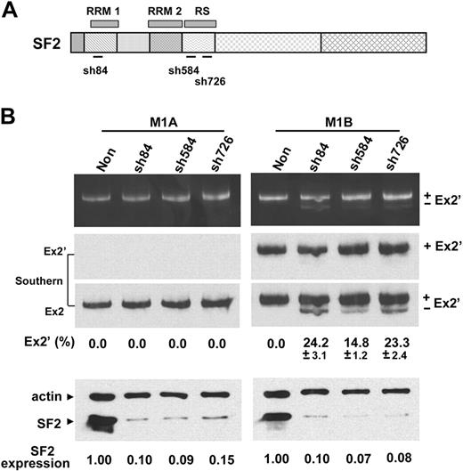 Figure 6. Depletion of SF2/ASF affects 3′ splice-site usages from exon 1B but not 1A. (A) Schematic of SF2/ASF structural organization and the regions targeted by SF2-shRNAs (sh84, sh584, and sh726). RRM indicates RNA recognition motif. RS, arginine/serine-rich domain. (B) The reduction of endogenous SF2/ASF expression by SF2-shRNAs and the effects on 3′ ss usage. (Top panel) RT-PCR analyses of exon 1A and 1B splicing patterns from RNA isolated from either control nonsilencing shRNA (Non) or SF2-shRNA–treated 1A or 1B minigene expressing MELC. (Middle panels) Southern blot hybridization with exon 2′ (Ex2′) or exon 2 (Ex2) probes. For each shRNA, 4 transductions were performed per experiment. Each experiment was repeated at least 3 times. Mean values ± SD of 3 independent experiments are shown. Standard deviations are omitted in results that consistently have 0% of exon 2′-inclusion product in all 3 reproducible experiments. (Bottom panel) equal amounts of cell lysates from control nonsilencing shRNA (Non)- and SF2-shRNA–treated cells were Western blotted for the presence of SF2/ASF. Expression, SF2/ASF expression levels in shRNA-treated cells relative to nonsilenced cells. β-actin served as loading control.