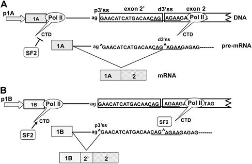 Figure 7. Recruitment model for cotranscriptional splicing of exon 2′/2. In this model, promoters 1A and 1B have differential abilities to bind SF2/ASF to the CTD of pol II. (A) In the 1A promoter, SF2/ASF is not recruited to the CTD; transcription of pre-mRNA exposes the distal 3′ss and allows for joining of exon 1A to produce a mature mRNA lacking exon 2′. (B) In the 1B promoter, SF2/ASF is recruited to the CTD of pol ll. The bound SF2/ASF blocks the distal 3′ss, favoring use of the proximal 3′ss, and results in the inclusion of exon 2′.