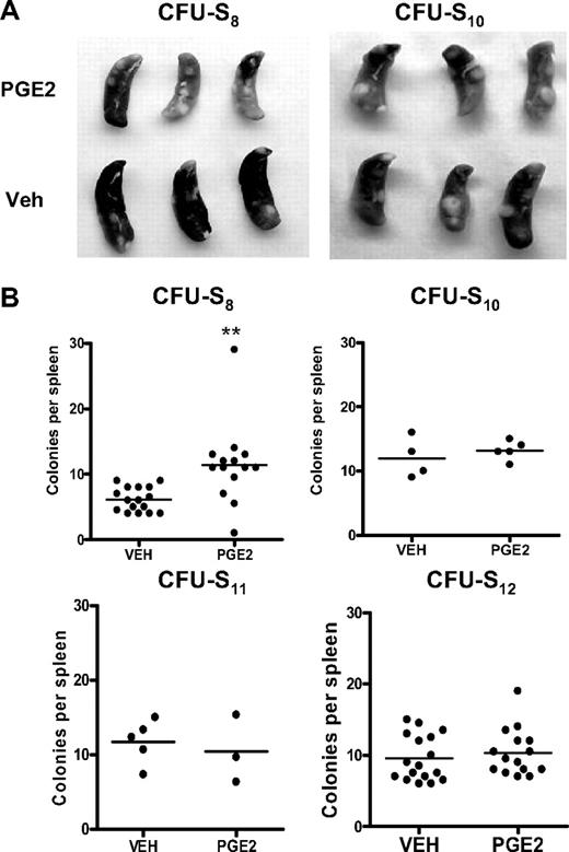 Figure 5. In vivo PGE2 treatment preferentially increases early but not late CFU-S. (A) Representative photographs of spleens removed from mice transplanted with bone marrow from PGE2- or vehicle-treated donor mice at day 8 and day 10 after transplantation. (B) Quantification of splenic colonies in transplanted mice at days 8, 10, 11, and 12 after transplantation. **P ≤ .05 (3 separate experiments are included for days 8 and 12).
