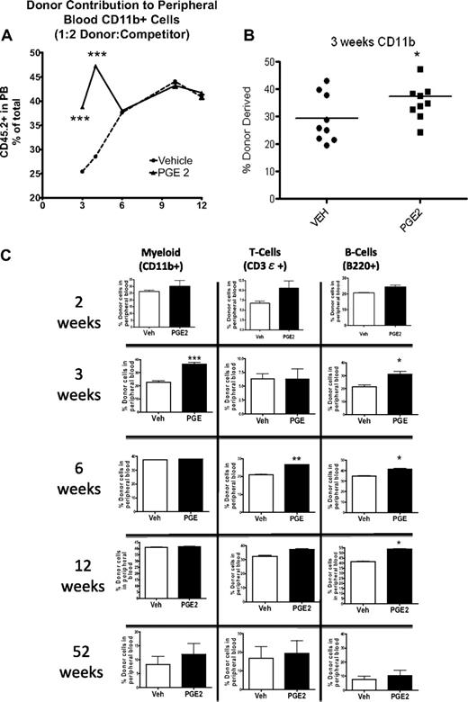 Figure 6. Accelerated engraftment from PGE2 versus vehicle-treated BMMCs. Competitive repopulation assays demonstrate superior engraftment of BMMCs from PGE2-treated donor mice at early time points after competitive transplantation. (A) The percentage of CD45.2-expressing cells in the peripheral blood of recipient mice that received CD45.2-expressing donor cells mixed in a 1:2 ratio with CD45.1-expressing competitor cells (n = 4 donors, 8 recipients/group). (B-C) The percentage of CD45.2-expressing myeloid cells (CD11b+), T cells (CD3ϵ+), and B cells (B220+) in the peripheral blood of recipient mice at 3, 6, and 52 weeks (n = 4 donors per transplantation; n = 5-7 recipients/group). Individual data points from each mouse are shown in panel B. *P ≤ .05; **P ≤ .01; ***P ≤ .001.