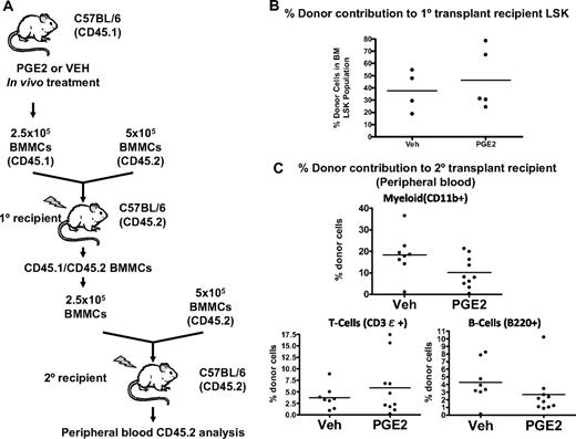 Figure 7. Increased engraftment by in vivo PGE2-treated BMMCs is a transient phenomenon. (A) Serial competitive transplantation scheme. Donor mice (CD45.1) are treated with PGE2 or vehicle, and BMMCs are harvested after treatment. A mixture of CD45.1-expressing donor cells and CD45.2-expressing untreated competitor cells are transplanted into lethally irradiated CD45.2 primary recipient mice. After 36 weeks, BMMCs are harvested from the primary recipient mice and used as donor cells for a second round of competitive transplantation. (B) The percentage of donor-derived (CD45.1) LSK cells in the primary recipient bone marrow 36 weeks after transplantation. (C) Percentage of donor-derived (CD45.1) myeloid cells, T cells, and B cells in the peripheral blood of secondary recipients 10 weeks after transplantation.