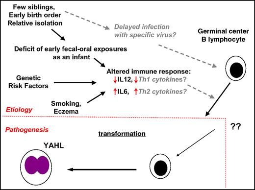 Figure 1. Etiologic model for adolescent/young adult Hodgkin lymphoma consistent with the hygiene hypothesis mechanism. IL12 indicates interleukin 12; IL6, interleukin 6; Th2, T-helper type 2; Th1, T-helper type 1; and YAHL, adolescent/young adult Hodgkin lymphoma.