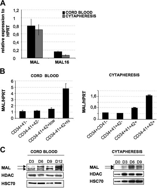 Figure 1. MAL expression in MKs. CD34+ cells from cord blood or cytapheresis were cultured with TPO. (A) At day 9 of culture, mRNA levels of MAL and MAL16 were evaluated by quantitative RT-PCR. Their expression was normalized with respect to HPRT mRNA. (B) To investigate MAL transcription level during MK differentiation, cells were sorted at day 6 of culture in 4 populations: for cord blood, CD34+CD41−, CD34−CD41+CD42−, CD34−CD41+CD42low, and CD34−CD41+CD42high; and for cytapheresis, CD34+CD41−, CD34+CD41+CD42−, CD34+CD41+CD42+, and CD34−CD41+CD42+. MAL mRNA level was evaluated as in panel A. Error bars in panels A and B represent the SD of the mean of 3 repeated experiments each performed in triplicate wells. (C) To investigate protein levels by Western blot analysis during MK differentiation, total cell populations were harvested on day 3 (D3), day 6 (D6), day 9 (D9), and day 12 (D12) for cord blood-derived MK and at day 0 (D0), day 3 (D3), day 6 (D6), and day 9 (D9) for cytapheresis-derived MKs. HDAC-1 and HSC70 were used as internal control. The figure illustrates representative data of 2 experiments with similar results.