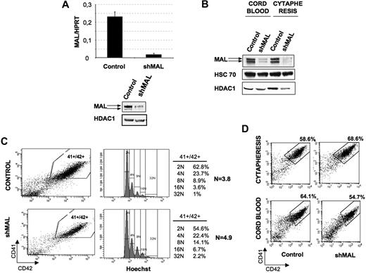 Figure 3. Effect of MAL knockdown on ploidy level and MK differentiation. (A) MO7e cells were transduced with a control lentivirus or the lentivirus-encoding shRNA of MAL (shMAL). GFP+ cells were sorted and analyzed. MAL mRNA level (left panel) was measured as in Figure 1. MAL protein level (right panel) was analyzed at day 9 of culture by Western blot. HDAC-1 was used as internal control of a quantity. The figure illustrates representative data of 2 experiments with similar results. (B-D) Cord blood and cytapheresis-isolated CD34+ cells were transduced with the control lentivirus or the lentivirus-encoding shRNA of MAL (shMAL). (B) MAL protein level was analyzed at day 9 of culture by Western blot in GFP+ cells. HDAC-1 and HSC70 were used as internal controls. The figure illustrates representative data of 2 experiments with similar results. (C) The CD41+CD42+ cell population (left panel), corresponding to mature cytapheresis-derived MKs, was analyzed for ploidy level by Hoechst staining (right panel). The mean ploidy (N) was calculated from the number of cells at each ploidy level. The figure illustrates representative data of 3 experiments with similar results. (D) The percentage of mature MKs was evaluated as the percentage of cells coexpressing both CD41 and CD42 markers. Data illustrate analysis of 4 repeated experiments for cytapheresis and 3 for cord blood. Similar results were obtained in all experiments.