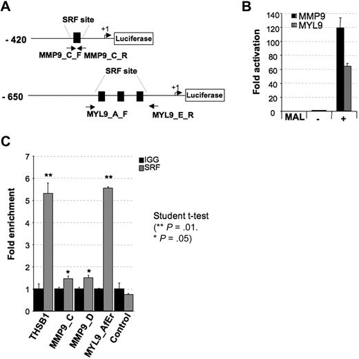Figure 6. MMP9 and MYL9 are directly regulated by MAL/SRF complex. (A) Schematic representation of MMP9 and MYL9 human promoter regions cloned into the pLuc-MCS reporter. Arrows represent the translation start site. (B) Luciferase assay performed by transient transfection of HEK293 cells with the 50 ng of Megix vector containing MAL. Luciferase levels are shown as fold change relative to cells transfected with the reporter construct alone. The total amount of transfected DNA was kept constant by addition of empty Megix vector. The histogram shows one representative experiment of 3, each in triplicate. Error bars represent the SD of triplicate. (C) ChIP assay performed in cytapheresis-derived MKs (day 10 in culture) with primer sets directed toward in silico predicted SRF-binding sites: MMP9_C_F and R, and MMP9_D_F and R for MMP9, and primer sets MYL9_A_F and MYL9_E_R for MYL9. Localization of primers MMP9_C_F and R for MMP9 and MYL9_A_F and MYL9_E_R for MYL9 are depicted in panel A. Primers MMP9_D_F and R are not localized in the cloned promoter region designed in panel A. Control primer sets allowing amplification of known SRF-binding sites (THSB1) or DNA region devoid of SRF sites were also used. Immunoprecipitation was performed with control rabbit IgG and anti-SRF antibodies. Histograms indicate relative occupancy of SRF-binding sites by SRF in the MMP9, MYL9, and THSB1 promoters. Error bars represent the SD of experiments performed in duplicate. The figure illustrates representative data of 2 independent experiments with similar results.