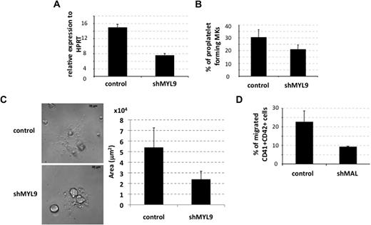 Figure 7. MAL contribution to proplatelet formation and migration of MKs by targeting MYL9 and MMP9, respectively. (A-B) CD34+ cells isolated from cytapheresis were transduced at days 1 and 2 of culture with the lentivirus-encoding control shRNA (control) or MYL9 shRNA (shMYL9). (A) GFP+ cells were analyzed at day 9 of culture. MYL9 mRNAs were measured by quantitative RT-PCR (left panel). The histogram shows one of 2 representative experiments, each in triplicate. Error bars represent the SD of triplicate wells. (B) The percentage of proplatelet-forming MKs derived from cytapheresis samples was evaluated as described in Figure 4C at day 13 of culture. Error bars represent the SD of 1 representative experiment performed in triplicate wells. Similar results were obtained in 4 independent experiments. (C) MKs derived from cytapheresis CD34+ cells were plated as in panel C, and the area of proplatelet network estimated in microns squared was measured using Axio Vision 4.6 software. One representative control- and shMYL9-transduced proplatelet-forming MKs is shown on the left, and the mean area of 10 cells from each group is shown in the histogram on the right. Error bars in histograms represent the SD obtained for 10 cells in 1 representative experiment (n = 2). (D) MK migration through Matrigel-coated transwells in response to SDF-1. Cytapheresis isolated CD34+ cells were transduced at days 1 and 2 of culture with a control or shMAL-encoding lentivirus. The experiment was done on day 8 of culture. Data represent the percentage of migrated CD41+CD42+GFP+ cells compared with total CD41+CD42+GFP+ input. Error bars represent the SD of 1 representative experiment performed in triplicate. The figure illustrates representative data of 2 independent experiments with similar results.
