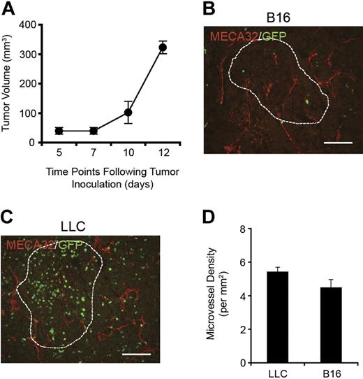 Figure 2. B16 melanoma neovessels in the absence of BM contribution. (A) B16 tumors were capable of robust growth even without BM-derived neovascularization (n = 8). (B-C) MECA-32 staining demonstrated the presence of new blood vessels within B16 (B) and LLC tumors (C; scale bars represent 100 μm). (D) By quantifying MVD, it was found that B16 and LLC tumors contained microvessels at similar densities. LLC and B16 tumors are outlined with dashed lines.
