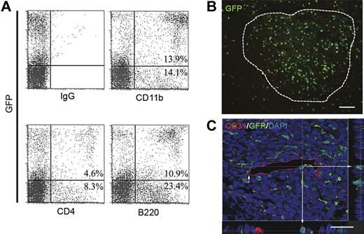 Figure 5. Progeny of single HSCs participate in neovascularization. (A) Mice that received a transplant of GFP+ BM cells from primary donors initially engrafted with single HSCs demonstrate multilineage engraftment. Shown are representative flow cytometry plots demonstrating both myeloid (CD11b) and lymphoid (CD4 and B220) cell populations in engrafted secondary mice. Also shown is a representative isotype control. (B) In these mice, LLC tumors showed substantial HSC-derived GFP+ cell contribution throughout the tumor mass (n = 9; scale bar represents 100 μm). (C) Confocal micrograph of HSC-derived GFP+ cell in blood vessel wall coexpressing CD31. Orthogonal views created from confocal sections verify luminal expression of CD31 on HSC-derived cells.