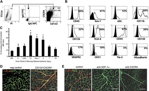 Figure 6. BM-derived CD133+CXCR4+ cells enrich for neovascularization potential. The retinal injury model that shows the most robust BM contribution was used to identify BM-derived cells with direct neovasculogenic potential. (A) BM isolated from wild-type C57Bl/6 mice was analyzed for CD133 and CXCR4 expression. (B) Flow cytometric analysis of gated CD133+CXCR4+ cells shows an expression pattern that includes markers known to be found on BM-derived cells that participate in neovasculogenesis. CD133+CXCR4+ cells express endothelial cell surface markers such as VEGFR2, CD31, VE-cadherin, and tie 2. They also express CD45, CD117 (c-kit), Sca-1, VLA-4, CD11b, CD44, CD150, and CD135 (flt-3). (C) Kinetic analysis of CD133+CXCR4+ cell mobilization into the peripheral blood of mice after retinal injury showed an increase in cell number that correlated with SDF-1α levels in blood serum (n = 6; *P < .05). (D) Retinal flat mounts of injured eyes after induction of retinal ischemic injury that were adoptively transplanted with 106 BM-derived CD133+CXCR4+DsRed+ cells showed contribution to retinal neovascularization (n = 6). Untreated left eye (negative control) is also shown (scale bars represent 100 μm). Similar results were observed with GFP+ BM (data not shown; E) CD133+CXCR4+DsRed+ cell transplanted eyes that underwent induction of retinal ischemic injury with the added step of intravitreal injection with PBS containing an anti–SDF-1α– or anti–CXCR4-neutralizing antibody to a final concentration of 1 μg/mL are shown. Note the absence of newly formed vessels from CD133+CXCR4+DsRed+ BM cells under these conditions. As a control, treated eyes that underwent induction of retinal ischemic injury were treated with PBS containing an isotype-matched control antibody (n = 6; scale bars represent 100 μm). All animals were perfused with FITC-dextran to show functional vasculature.