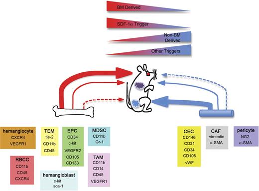Figure 7. Redundant mechanisms of postnatal neovascularization. Based on the studies outlined herein, we postulate that redundant mechanisms exist to achieve postnatal neovascularization. Within BM and other tissues including blood vessels, reside cells that are capable of participating in new blood vessel formation. Examples of these cell types and their phenotypes are provided. The extent of contribution is dependent on the model system. Some models including injured retinas (red circle) demonstrate robust BM contribution resulting in entire BM-derived blood vessels. Other models like LLC tumors (purple tumor) will incorporate BM cells into new vasculature, but the microenvironment of the tumor may also use other means of tumor neovessel formation. In this setting, redundant mechanisms act in concert to achieve new blood vessel growth. Finally, models such as B16 tumors (blue tumor) will have little to no BM contribution and rely mainly on non–BM-derived cells to generate new vessels. At sites of neovascularization, SDF-1α acts as a regulatory molecule necessary for BM recruitment and participation. Active sites that do not express SDF-1α are much less prone to BM involvement and undergo neovascularization via a non–BM-derived mechanism.