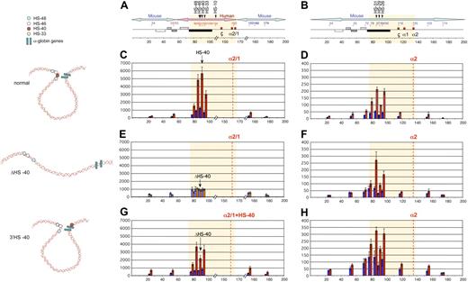 Figure 2. Deletion or ectopic reinsertion of HS −40 influences the interactions between the remote HS and the α-globin genes. Intrachromosomal interactions involving human remote regulatory sequences and the human α-globin genes in normal, ΔHS −40, and 3′HS −40 humanized alleles. (A) Chromosomal organization of the humanized α-globin locus. (B) Chromosomal organization of the mouse α-globin locus. Red and blue numbers indicate, respectively, the points (coordinates) of the human and mouse primers analyzed by q3C. q3C assays were performed using HindIII-digested, fixed chromatin from primary Ter119− (blue graph bars) and Ter119+ (red graph bars) cells from spleens obtained from phenylhydrazine-treated mice. The bar chart (y-axis in panels C-H) shows the enrichment of PCR product (%) normalized to the enrichment within the mouse Ercc3 gene (= 100%), and thus explains the scale difference compared with Figure 1, normalized on human Ercc3. These independent graphs represent a measure of the association between the remote regulatory sequences (x-axis) to the α-globin genes (anchor fragment) in normal-humanized locus (C), endogenous mouse locus (D), ΔHS −40 humanized locus (E), endogenous mouse locus (F), 3′HS −40 humanized locus (G), and endogenous mouse locus (H). Results obtained with endogenous mouse locus are in agreement with those observed previously.2 Data are represented as in Figure 1. To the left are images representing the proposed configurations interpreted from these data.