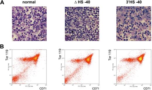 Figure 3. Erythroid cells analyzed in this study are all at similar stages of differentiation. (A) May-Grünwald Giemsa (MGG)–stained touch preparations from the spleens of phenylhydrazine-treated adult mice. Images were captured using a Nikon eclipse E600 microscope with a Nikon DXM1200C digital camera using NIS elements BR2.30 SP4 imaging software (all from Nikon UK). Original magnification 60×/1.40 NA oil objective (Nikon Japan) for all panels. (B) Flow cytometric analyses of mouse primary erythroblasts. Ter119+ erythroid cells were auto–magnetic-activated cell sorting–purified from the spleen of phenylhydrazine-treated adult mice and restained with anti-CD71 to show the equivalent maturation stages in all mice examined.