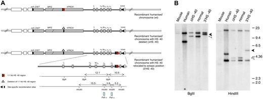 Figure 4. Humanized chromosomes used to study effect of ectopic reinsertion of HS −40. (A) An outline of the 3 recombinant humanized chromosomes analyzed in this study: (top) humanized chromosome with intact normal sequence in which HS −40 is located within the C16orf35 gene (referred to as normal humanized chromosome); (middle) humanized chromosome with HS −40 deleted from the C16orf35 gene (referred to as ΔHS −40 chromosome); (bottom) humanized chromosome with HS −40 deleted from the C16orf35 gene and relocated to an ectopic position (referred to as 3′HS −40 chromosome). Human genes are represented by gray filled rectangles; mouse genes, by open rectangles. Human and mouse sequences have boundaries in Dist and theta genes indicated by m/h and h/m. Human/mouse boundaries and positions of deletion and reinsertion of HS −40 correspond to the position of site-specific recombination sites (key) used to engineer these rearrangements. For a more detailed explanation of the chromosome engineering steps involved, see supplemental Figure 1A and B. (B) Southern blot analyses of the HS −40 reinsertion site with a PstI α probe that hybridizes with the α-globin genes. Genomic DNA was digested with BglII and HindIII and run on a 0.65% agarose gel. From left to right: genomic DNA from mouse, human, humanized mice lacking HS −40, normal humanized mouse, and with the reinsertion of HS −40 at the 3′ end of the cluster. Arrowheads show a size increase (1.1 kb) in the genomic DNA fragment of mice with the reinsertion of HS −40 between the α-globin gene and the θ gene. The normal 9.4 kb (open arrowhead) BglII fragment is increased to 10.5 kb (closed arrowhead) and the normal 4.1 kb (open arrowhead) HindIII fragment is increased to 5.2 kb (closed arrowhead). A small restriction map is represented at the bottom of panel A.