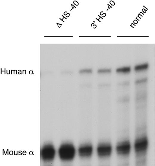 Figure 5. α-globin expression in humanized mice. RNase protection assay of adult blood RNA from heterozygotes of lines ΔHS −40, 3′HS −40, and normal humanized mouse line.