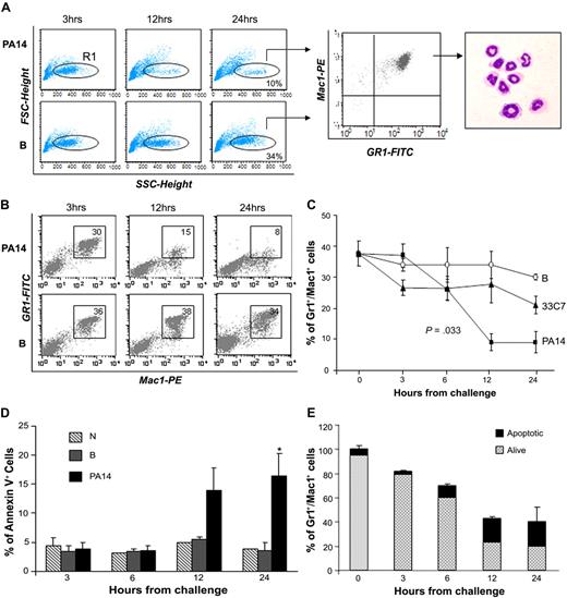 Figure 1. Loss of bone marrow neutrophils during sepsis. CD1 mice challenged with burn and inoculation of the PA14 (PA14) or 33C7 (33C7) strain, burn only (B), and normal controls (N) were killed at the indicated time points. Bone marrow (BM) cells were harvested and stained with antibodies directed to Gr1 and Mac1 markers and analyzed by flow cytometry. (A) Dot blots in the left panel show FSC (indicative of size) and SSC (indicative of granularity) of total BM samples. The FCSlow/SSChigh population was gated (R1) and analyzed for Gr1/Mac1 expression (middle panel), and sorted for morphologic analysis (right panel). (B) Dot blots show Gr1 and Mac1 expression in a representative experiment. Numbers indicate percentage of cells within the gate. (C) Line graph summarizes 3 independent experiments. Values are the average of 6 to 10 mice and indicate percentages of BM Gr1+/Mac1+ cells. The value at time 0 is the average of 15 normal controls. Error bars indicate SD. (D) Bar graph shows percentages of annexin V expression on Gr1+/Mac1+ population in N, B, and PA14 mice. Values are averages of 3 to 4 mice. Error bars indicate SD. *P = .04. (E) Bar graph shows the average percentage of total BM Gr1+/Mac1+ cells in PA14-challenged mice; percentages are normalized to Gr1+/Mac1+ cells in normal controls to equal 100%. The light portion of the column represents the average percentage of living cells; the dark portion of the column represents average percentage of annexin V+ apoptotic cells (n = 4). Error bars indicate SD.