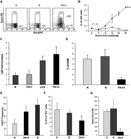 Figure 2. Sepsis induces increase of primitive cells with LSK phenotype. CD1 mice challenged with burn and inoculation of the PA14 (PA14) or 33C7 (33C7) strain, burn only (B), and normal controls (N) were killed at the indicated time points. BM cells were stained with antibodies directed to Lin+ markers and to Sca1 and c-Kit markers. Samples were analyzed by multicolor flow cytometric analysis. (A) Dot blots show Sca1 and c-Kit expression on gated Lin− cells in N, B, and PA14 mice at 24 hours after challenge in a representative experiment. Numbers indicate percentage of cells within the Lin− gate. (B) Line graph indicates percentage of LSK cells on overall BM with exclusion of the R1 region in Figure 1A (to avoid relative increase of percentage due to loss of the FCSlow/SSChigh population) in a representative experiment. Values are averages of 4 to 8 mice. Time 0 is the average of 8 normal animals. (C) Bar graph shows average fold increase in LSK absolute number at 24 hours from challenge. In each column values are the average of 10 mice compared with normal controls in 3 independent experiments. Error bars indicate SE. LPS: *P = .03; PA14: *P = .01. (D) Bar graph indicates percentages of LSK cells in the S+G2M phase of the cell cycle, as determined by Hoechst staining. Values indicate average of 3 mice at 24 hours from challenge in a representative experiment. Error bars indicate SD. *P < .01. (E) Long-term culture with limiting dilution was performed on BM cells to quantify the frequencies of hematopoietic progenitors and stem cells. Data indicate frequency of CAFCs and are represented as means ± SD. (F) Bar graph indicates percentage of Lin+ c-Kit+ cells in N, B, and PA14 mice at 24 hours from challenge. Values indicate average of 6 mice in a representative experiment at 24 hours from challenge. Error bars indicate SD. *P < .001. (G) Measure of LSK cell output. Bar graph shows ratio of percentages of Lin+Kit+ (Kit+) over LSK cells (r = Kit+/LSK). Percentages of each population were measured on identical gates to equal total BM excluding R1, as in Figure 1A. Values indicate average of 6 mice in 2 independent experiments at 24 hours from challenge. Error bars indicate SD. *P = .016.