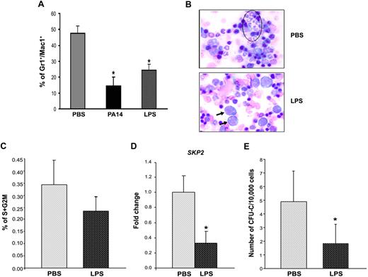 Figure 3. P aeruginosa's LPS is sufficient and necessary to induce the BM alterations observed during sepsis. Cohorts of CD1 and C57BL/6J mice were injected intraperitoneally with P aeruginosa's LPS (0.8 mg/kg) or phosphate-buffered saline (PBS) and compared with mice challenged with PA14. Mice were killed at the indicated time points, and their BM cells were analyzed. (A) BM cells harvested at 24 hours from LPS or PBS injection, or PA14 challenge, were labeled with antibodies anti-Gr1 and anti-Mac1. Bar graph shows percentage of Gr1+/Mac1+ cells in total BM. Values are average of 6 mice in 3 independent experiments. Error bars indicate SD. *P < .001. (B) BM smears from PBS- or LPS-challenged mice. Samples were stained by hematoxylin/eosin, and morphology was evaluated by light microscopy (×100 magnification). Circled area indicates the presence of neutrophils in PBS condition and of immature cells in LPS (arrows). (C) Bar graph indicates percentages of LSK cells in the S+G2M phase of the cell cycle, as determined by Hoechst staining. Values indicate average of 2 mice at 24 hours from challenge in a representative experiment. Error bars indicate SD. (D) Each sample of sorted LSK was derived from a pool of BM of 4 to 6 mice. RNA was extracted from LSK (IL-7R−) cells from PBS- and LPS-challenged mice at 24 hours. Samples were analyzed for expression of SKP2 by qRT-PCR. Bar graphs represent averages of fold changes in expression in 3 independent samples from 2 independent experiments. Error bars indicate SD: LPS versus PBS, P = .04. (E) BM cells were analyzed for colony-forming ability by methylcellulose colony assay. Bar graph shows average number of myeloid colonies (CFU-GM + CFU-G + CFU-M) per 10 000 cells in 3 independent samples, each of them in quadruplicate. *P < .001.