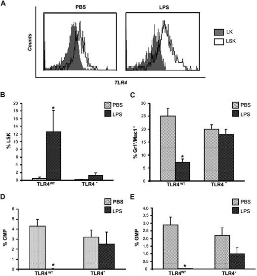 Figure 7. The effects induced by LPS on HSCs and neutrophils are abrogated in a TLR4-null phenotype. (A) C57BL/6J CD45.2 mice were injected intraperitoneally with LPS from P aeruginosa (0.8 mg/kg) or PBS. BM was harvested at 24 hours from injection, and Lin− cells were purified and stained with c-Kit, Sca1, and TLR4/MD2 antibodies. Histograms show TLR4 expression on LSK cells (black line) superimposed to TLR4 expression on LK cells (Lin−Kit+ Sca−; gray filled curve) in PBS control (left panel) and in LPS-challenged mice (right panel). TLR4 expression on LK cells was at limit of detection and superimposed with IgGs control. (B) C3H/OuJ(TLR4wt) and C3H/HeJ (TLR4−) mice were injected intraperitoneally with LPS from P aeruginosa (0.8 mg/kg) or PBS. BM was harvested at 24 hours, stained with monoclonal antibodies necessary to identify the indicated subsets, and analyzed by multicolor flow cytometric analysis. (B) Average percentage of LSK on the Lin− cells. TLR4WT: PBS versus LPS; *P = .045. (C) Average percentage of Gr1+/Mac1+ neutrophils in the total BM population. TLR4WT: PBS versus LPS *P < .001. (D) Average percentage of CMPs in the Lin− population. TLR4WT: PBS versus LPS; *P < .001. (E) Average percentage of GMPs in the Lin− population. TLR4WT: PBS versus LPS; *P < .001. In all graphs, values are average of 6 mice from 2 independent experiments. Error bars show SD.