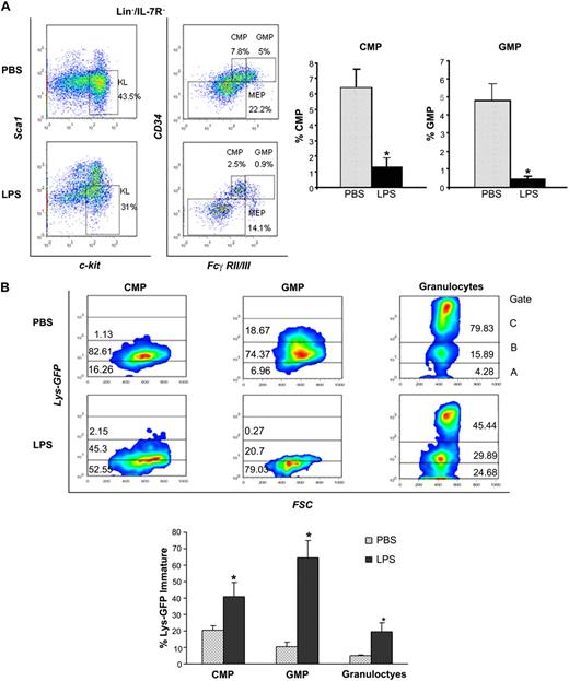 Figure 4. P aeruginosa's LPS causes reduction of BM common myeloid progenitors and granulocyte-monocyte progenitors. Cohorts of CD1 or C57BL/6J mice were injected intraperitoneally with P aeruginosa's LPS (0.8 mg/kg) or PBS. (A) BM was harvested 24 hours after injection, stained with specific antibodies, and analyzed by multicolor flow cytometry. The dot blot on the left insight shows expression of c-Kit and Sca-1 in Lin−/IL-7R− cells. Dot blot on the right insight shows FcγRII/III expression on gated Lin−/IL7-R−/Sca−/Kit+ cells to determine CMP, GMP, and MEP subsets. Bar graphs indicate percentages of CMPs and GMPs on the Lin− population. Values are average of 10 to 12 mice and summarize 3 independent experiments. Error bars indicate SE. CMP: LPS versus PBS *P < .001; GMP: LPS versus PBS *P < .001. (B) Lys-GFP reporter mice were challenged with P aeruginosa's LPS or PBS, and the BM was harvested at 24 hours from injection. Dot plots show GFP expression on CMPs, GMPs, and granulocytes in a representative experiment. Values in the bar graph indicate percentage of cells that express no or low levels of Lys-GFP (gate A) within each specific subset and are average of 4 mice. CMP: LPS versus PBS *P = .05; GMP: LPS versus PBS *P < .001; granulocytes: LPS versus PBS *P = .035. (C) BM of C57/B6 mice challenged with LPS or PBS was analyzed for the presence of MEPs (left panel), CLPs (middle panel), and MPPs (right panel) at 24 hours from challenge. Bar graphs indicate percentages of MEPs and CLPs on the Lin− population. Values are average of 10 to 12 mice and summarize 3 independent experiments. Error bars indicate SE. MEP: LPS versus PBS *P < .001; CLP: LPS versus PBS *P < .001. Short-term hematopoietic stem cells (ST-HSCs; or MPPs) were defined as Lin−/IL-7R−/Sca+/Kit+/CD34+/Flt3+ cells. Bar graph shows percentage of ST-HSCs () and long-term HSCs (LT-HSCs; ■) on total Lin− population. Values are average of 12 mice and summarize 3 independent experiments. Error bars indicate SE. *P < .001. (D) In each experiment, a sample of sorted LSK was derived from a pool of BM of 4 to 6 mice. RNA was extracted from LSK (IL-7R−) cells from PBS- and LPS-challenged mice. Samples were analyzed for expression of C/EBPα and PU.1 by qRT-PCR. Bar graphs represent averages of fold changes in expression in 3 independent samples. Error bars indicate SD. LPS versus PBS: C/EBPα, *P = .033; PU.1 *P = .029. (E) Sepsis causes alterations in HSC differentiation (working model). During severe sepsis, bacterial LPS induces TLR4-dependent expansion of dysfunctional LSK cells displaying a defective ability to progress into the pool of myeloid progenitors: CMPs and GMPs. Reduction in CMPs and GMPs results in neutropenia.