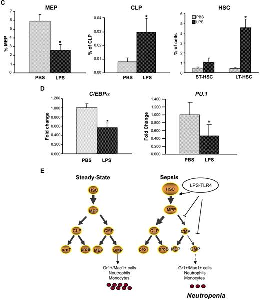 Figure 4. P aeruginosa's LPS causes reduction of BM common myeloid progenitors and granulocyte-monocyte progenitors. Cohorts of CD1 or C57BL/6J mice were injected intraperitoneally with P aeruginosa's LPS (0.8 mg/kg) or PBS. (A) BM was harvested 24 hours after injection, stained with specific antibodies, and analyzed by multicolor flow cytometry. The dot blot on the left insight shows expression of c-Kit and Sca-1 in Lin−/IL-7R− cells. Dot blot on the right insight shows FcγRII/III expression on gated Lin−/IL7-R−/Sca−/Kit+ cells to determine CMP, GMP, and MEP subsets. Bar graphs indicate percentages of CMPs and GMPs on the Lin− population. Values are average of 10 to 12 mice and summarize 3 independent experiments. Error bars indicate SE. CMP: LPS versus PBS *P < .001; GMP: LPS versus PBS *P < .001. (B) Lys-GFP reporter mice were challenged with P aeruginosa's LPS or PBS, and the BM was harvested at 24 hours from injection. Dot plots show GFP expression on CMPs, GMPs, and granulocytes in a representative experiment. Values in the bar graph indicate percentage of cells that express no or low levels of Lys-GFP (gate A) within each specific subset and are average of 4 mice. CMP: LPS versus PBS *P = .05; GMP: LPS versus PBS *P < .001; granulocytes: LPS versus PBS *P = .035. (C) BM of C57/B6 mice challenged with LPS or PBS was analyzed for the presence of MEPs (left panel), CLPs (middle panel), and MPPs (right panel) at 24 hours from challenge. Bar graphs indicate percentages of MEPs and CLPs on the Lin− population. Values are average of 10 to 12 mice and summarize 3 independent experiments. Error bars indicate SE. MEP: LPS versus PBS *P < .001; CLP: LPS versus PBS *P < .001. Short-term hematopoietic stem cells (ST-HSCs; or MPPs) were defined as Lin−/IL-7R−/Sca+/Kit+/CD34+/Flt3+ cells. Bar graph shows percentage of ST-HSCs () and long-term HSCs (LT-HSCs; ■) on total Lin− population. Values are average of 12 mice and summarize 3 independent experiments. Error bars indicate SE. *P < .001. (D) In each experiment, a sample of sorted LSK was derived from a pool of BM of 4 to 6 mice. RNA was extracted from LSK (IL-7R−) cells from PBS- and LPS-challenged mice. Samples were analyzed for expression of C/EBPα and PU.1 by qRT-PCR. Bar graphs represent averages of fold changes in expression in 3 independent samples. Error bars indicate SD. LPS versus PBS: C/EBPα, *P = .033; PU.1 *P = .029. (E) Sepsis causes alterations in HSC differentiation (working model). During severe sepsis, bacterial LPS induces TLR4-dependent expansion of dysfunctional LSK cells displaying a defective ability to progress into the pool of myeloid progenitors: CMPs and GMPs. Reduction in CMPs and GMPs results in neutropenia.
